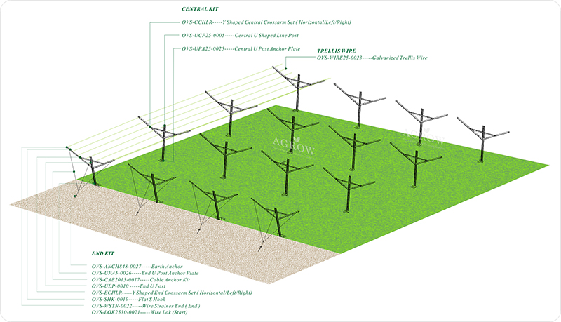 كرم العنب المفتوح تعريشة النظام -AGROW-AGTEK.jpg