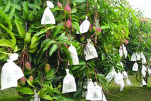 المانجو ينمو على الشجرة