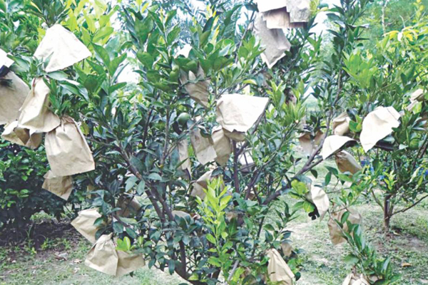 البرتقال ورقة حماية حقيبة