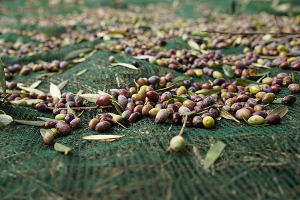 زيت الزيتون الصافي أحادي الشعيرة لإيطاليا