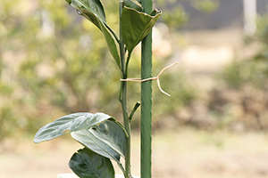 كرمة العنب ربط حبل