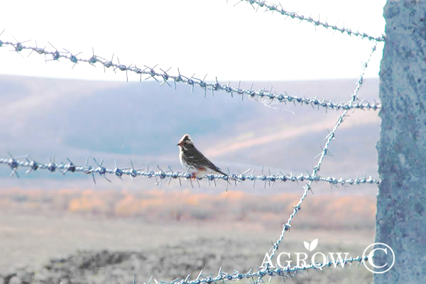 حاجز الاسلاك الشائكة