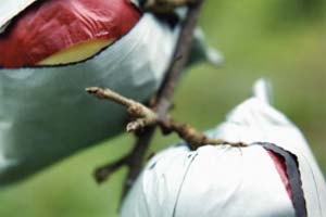 التفاح في أكياس