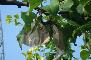 الكمثرى ينمو في بستان