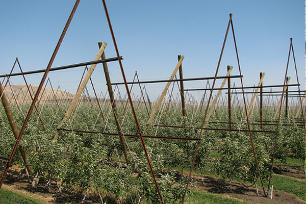 V-trellis System.jpg