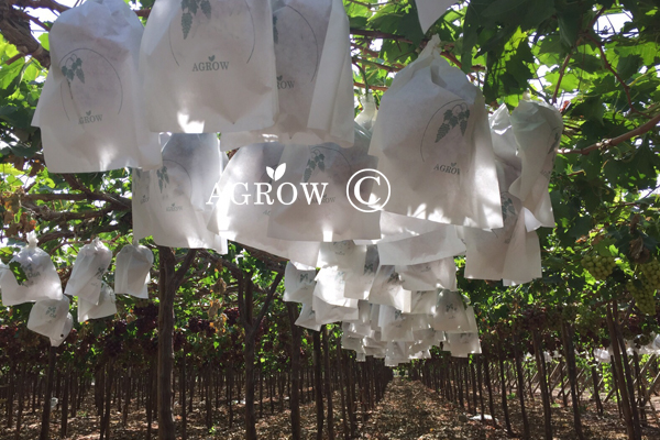 كرمة العنب ربط حبل